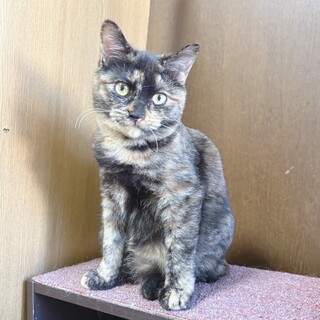 サビ子猫のサイちゃん