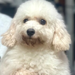 可愛い利口な甘えん坊のマオちゃん♪