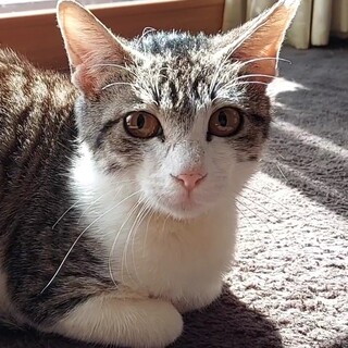 美人✨ナデナデ大好き♥キジ白子ねこちゃん