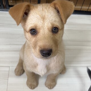 金色の毛色で人間が大好きな生後2ヶ月の女の子