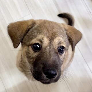 一番人懐っこくてお膝が大好き生後2ヶ月の男の子