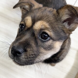 抱っこが大好き甘える声が可愛すぎ生後2ヶ月の女の子