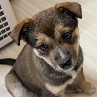 茶色の瞳が綺麗な生後2ヶ月の一番小さな女の子