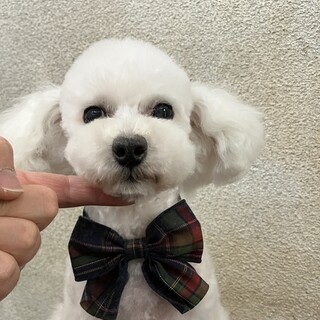 ずっとのご家族募集中