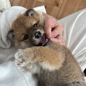 柴犬の赤ちゃん‼︎