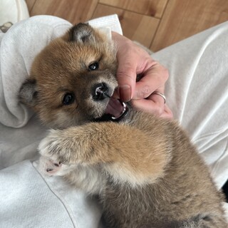 柴犬の赤ちゃん‼︎
