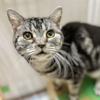 幸せになってほしいアメショ♀