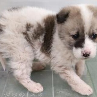 緊急！生後1ケ月の可愛い子犬　3月4日迄