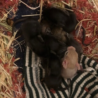 デグーの赤ちゃんの里親募集