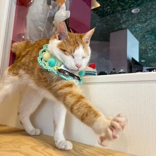 猫も人も大好きな男の子！