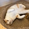 猫も人も大好きな男の子！ サムネイル5