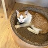 猫も人も大好きな男の子！ サムネイル6