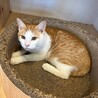 猫も人も大好きな男の子！ サムネイル7