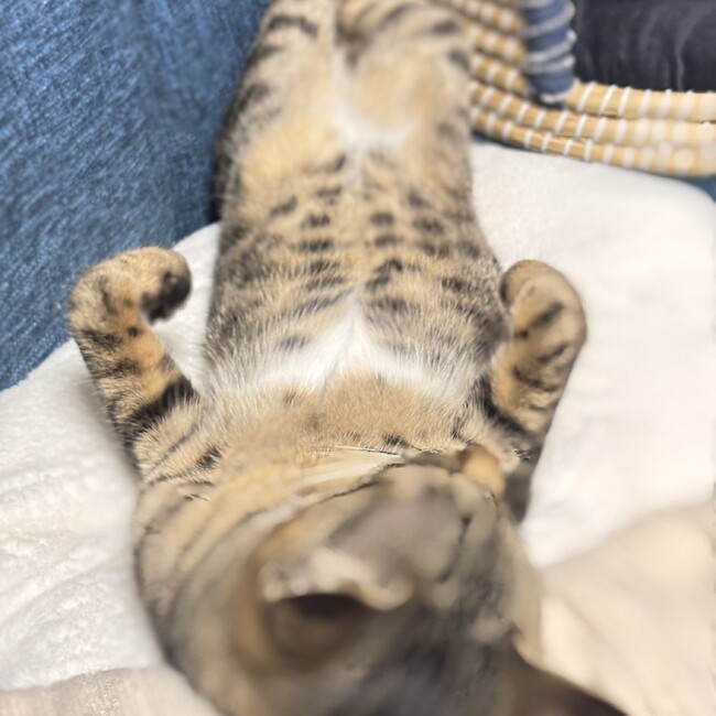 immaturのカバー写真