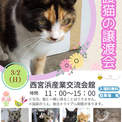西宮保護ねこ かぎしっぽ主催譲渡会