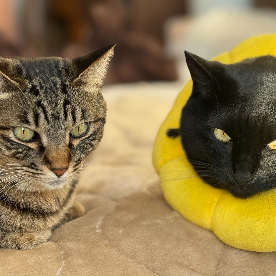 こてつのカバー写真