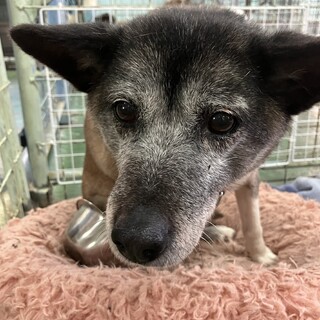 控えめアリス！シニアの可愛い女の子です