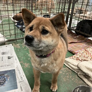 柴犬風大人しい女の子レンちゃんの家族を募集中