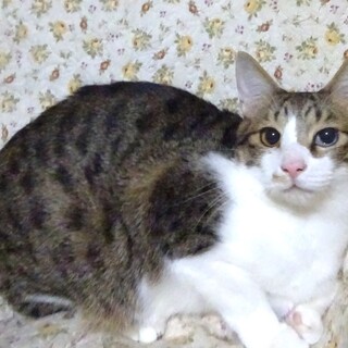 個別お見合い、甘えん坊、類くん