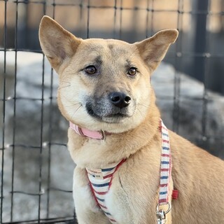 香川からレスキュー！　穏やかなグラちゃん！