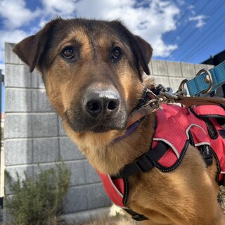 お子さん・猫さんに配慮する優しい大きな男の子