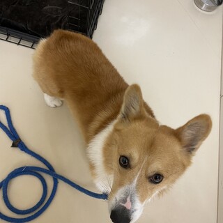 ヴェルくん　コーギーのオス人懐っこい性格です。