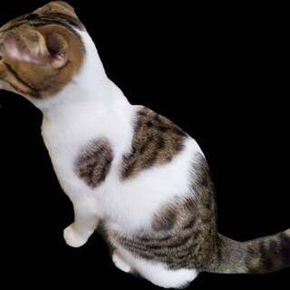 スコティッシュとベンガルの仔猫です