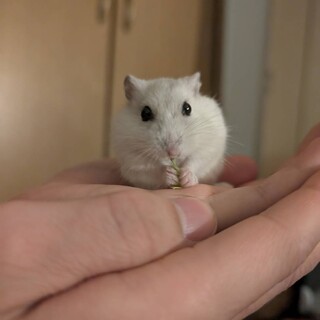 ジャンガリアンハムスター　パールホワイト