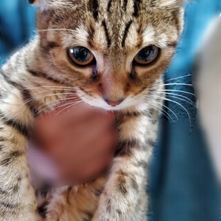 スコティッシュとベンガルの仔猫です