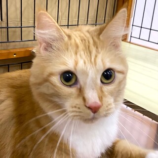 美しいノルウェージャン♀