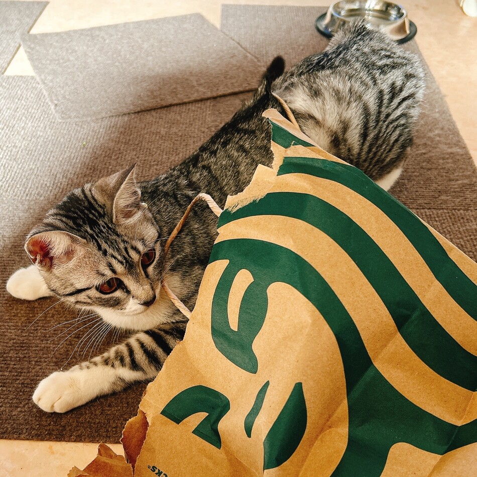 さくらのカバー写真