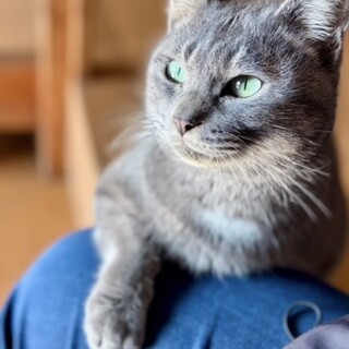 人馴れバッチリ推定1歳！グレーの男の子