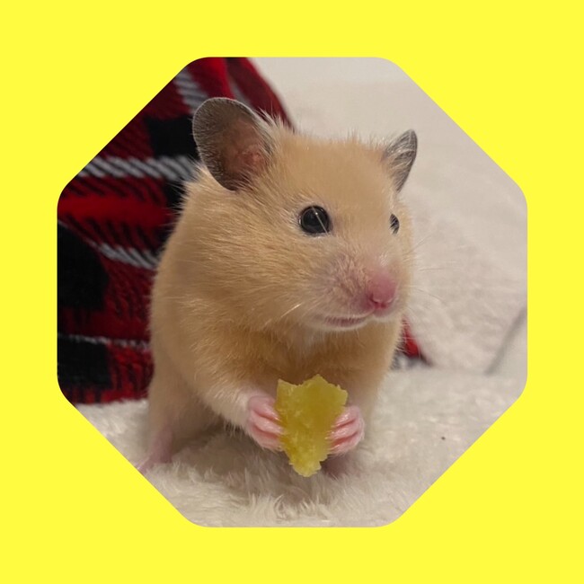 MORISETのカバー写真