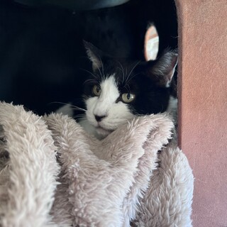 お空へ『キング』残りの余生はノンビリと