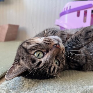 『キャメル』人の傍らが好きな構ってタイプ