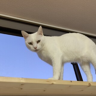 『チャモ』触られるのは平気だけど人は苦手