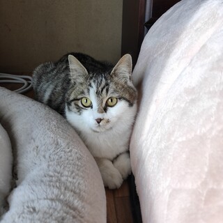 シッポの？マークが特徴的な可愛い男の子です。9ヶ月