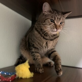 『ウク』短め尻尾に遊び好きな子