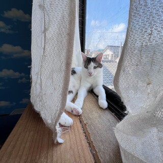 『ラキ』遊ぶの大好き、撫でられるの大好き