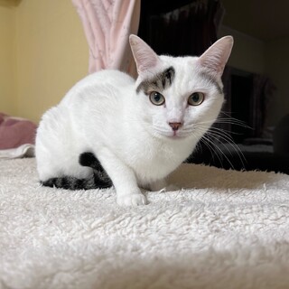 『こは』小柄な男の子