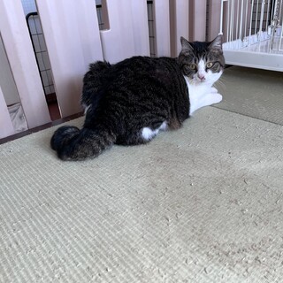 『ナプア』ポチャリ体型の女の子