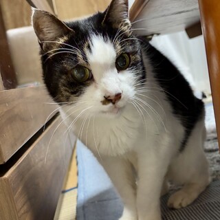急募 (猫キジ白、女の子不妊手術済み)飼い主募集