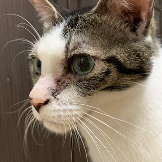 『イムア』ケージ生活中、人は大好き