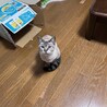 『シノ』美猫さんですが、怖がり サムネイル6