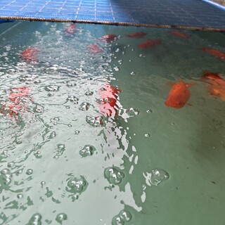 ランチュウ金魚の里親さん募集してます。