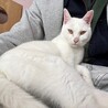 決定⭐︎『スノー』とっても明るい子、膝乗り猫さん サムネイル2