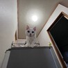 決定⭐︎『スノー』とっても明るい子、膝乗り猫さん サムネイル3