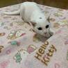 決定⭐︎『スノー』とっても明るい子、膝乗り猫さん サムネイル4