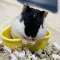 パンダドワーフハムスター