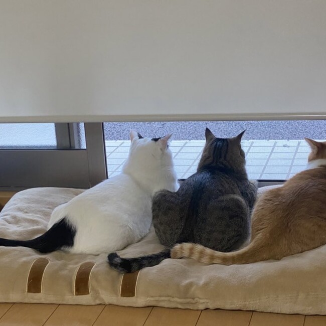mtrdのカバー写真
